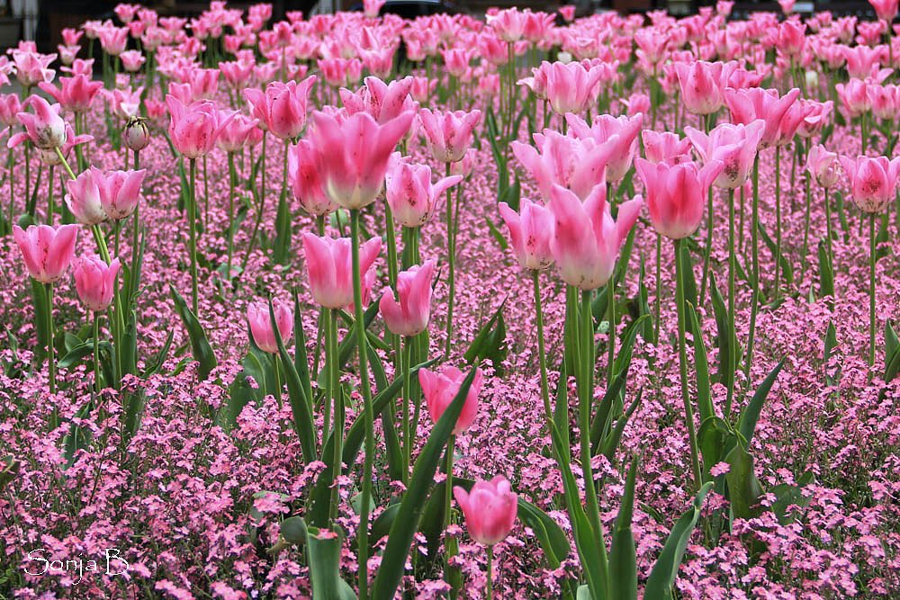 St. James's Park