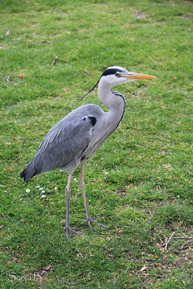 St. James's Park