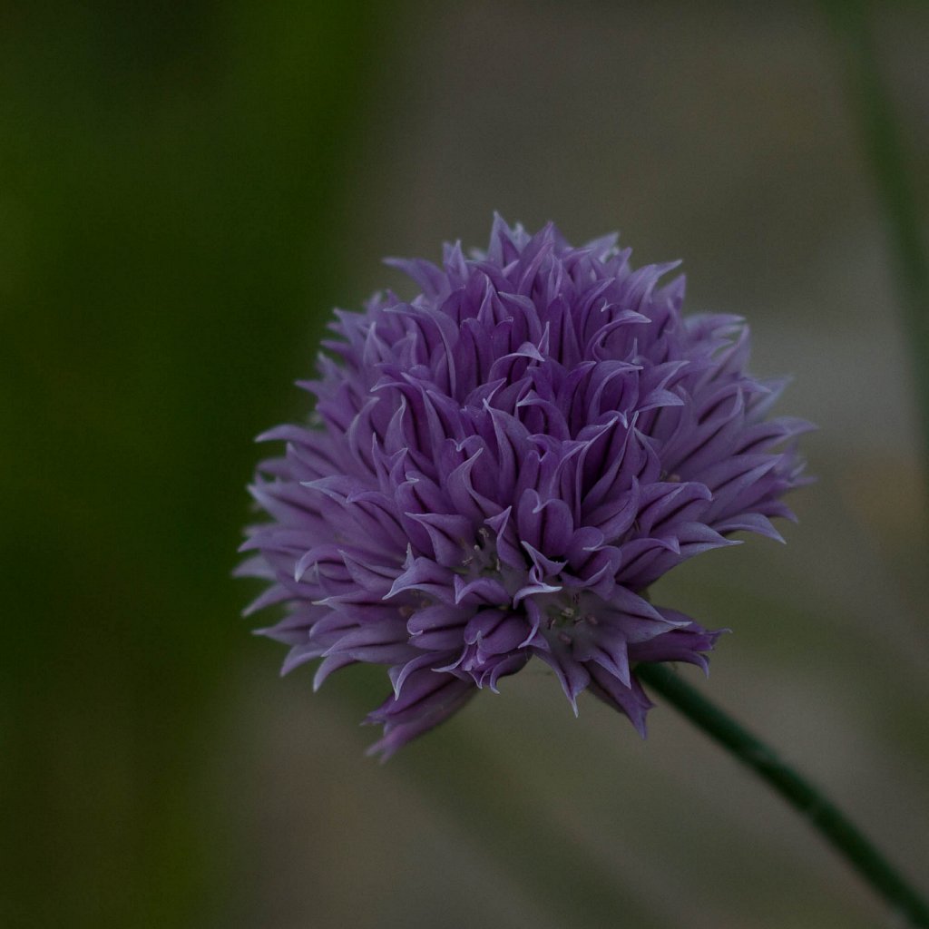 Lente in de tuin