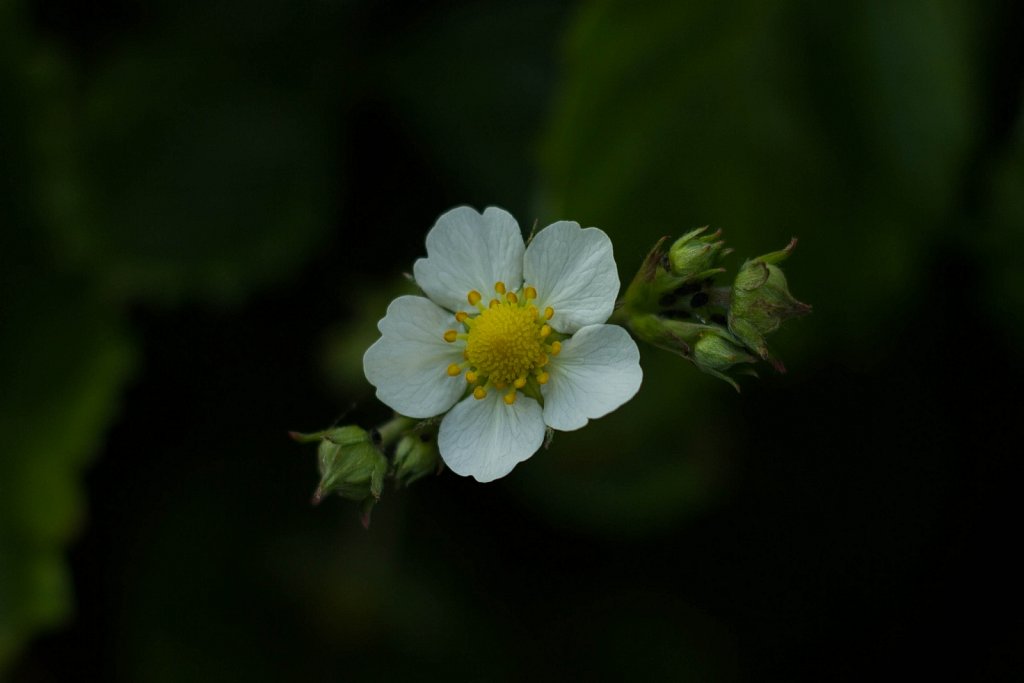 Lente in de tuin