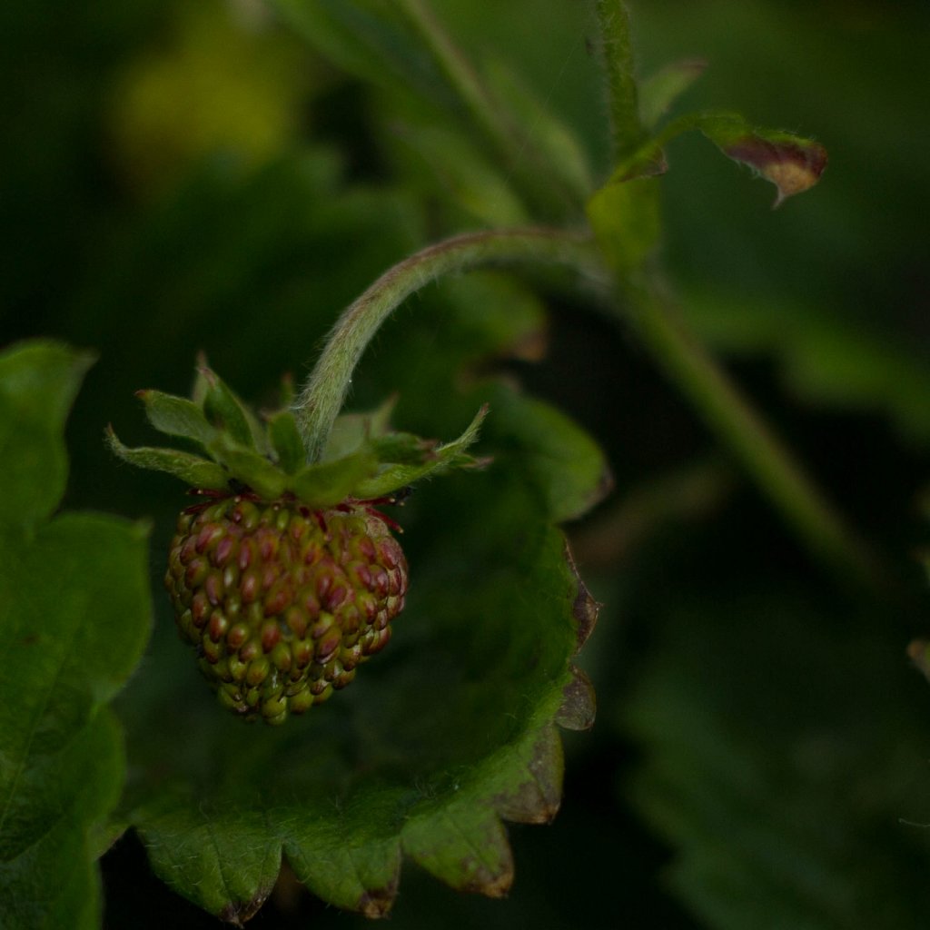 Lente in de tuin